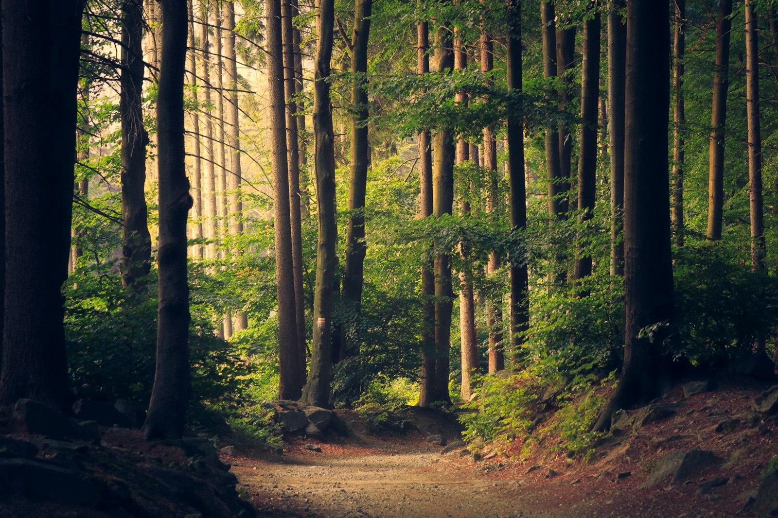 Forest trail from the Northwind campaign